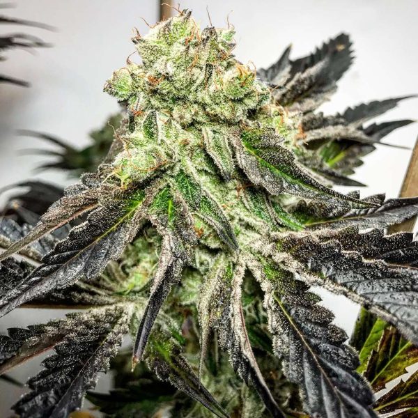 Cookies Supreme – Last Chance!