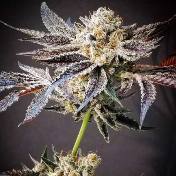 Grimbastard OG – Last Chance!