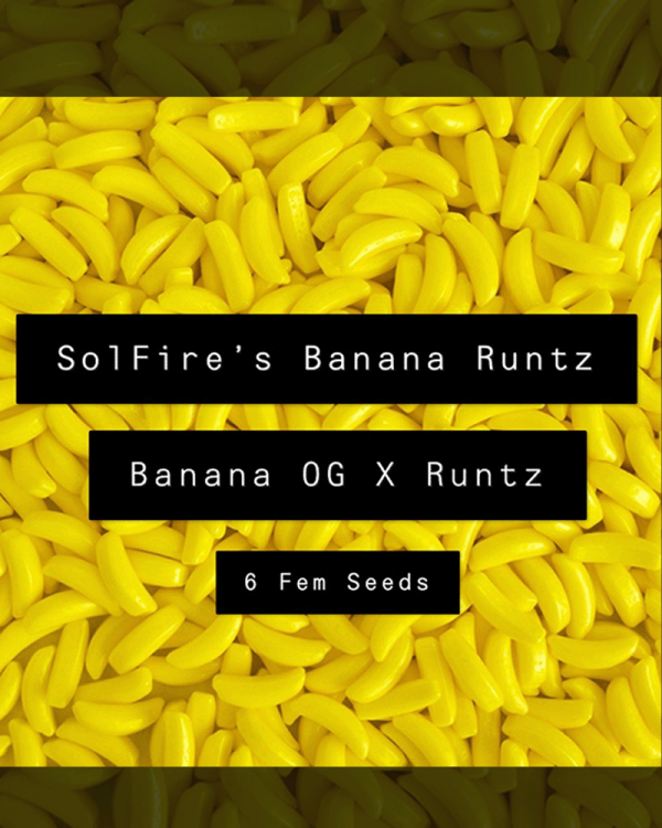 Solfire’s Banana Runtz