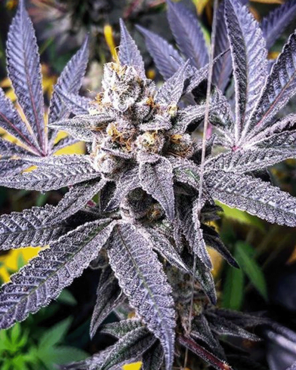 Orange Cannoli – Last Chance!